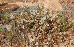 Solanum lasiophyllum