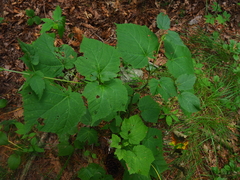 Acer tegmentosum