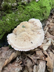 Protodaedalea foliacea