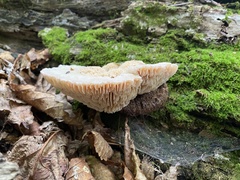 Protodaedalea foliacea