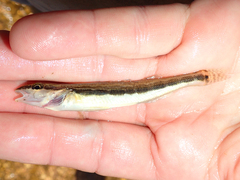 Percina macrocephala