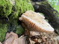 Protodaedalea foliacea