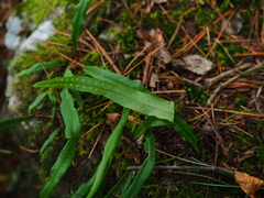 Lepisorus ussuriensis