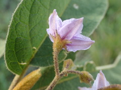 Solanum incanum image