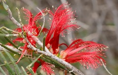 Melaleuca quadrifida