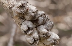Melaleuca quadrifida