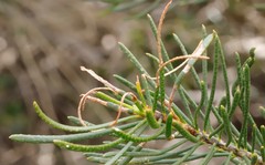 Melaleuca quadrifida