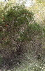 Melaleuca quadrifida