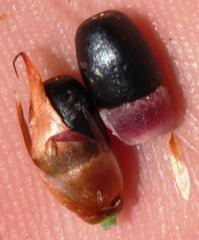 Hypodiscus argenteus