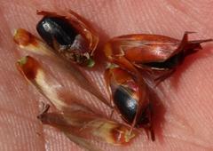 Hypodiscus argenteus