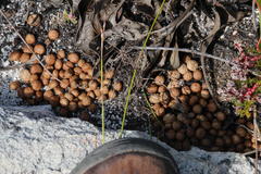 Pronolagus saundersiae