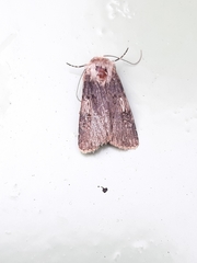 Agrotis puta