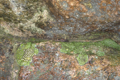 Natalobatrachus bonebergi