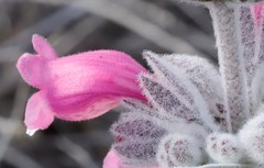 Dasymalla terminalis