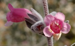 Dasymalla terminalis