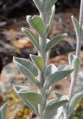 Dasymalla terminalis