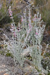 Dasymalla terminalis