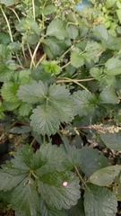 Potentilla intermedia