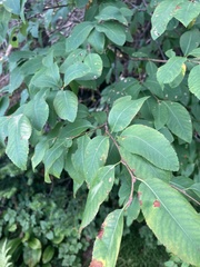 Amelanchier bartramiana