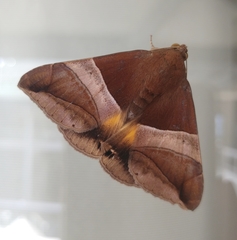 Bastilla fulvotaenia