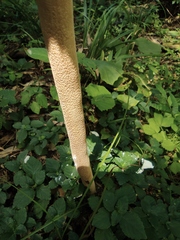 Macrolepiota detersa