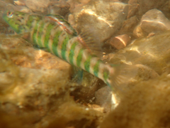Etheostoma zonale