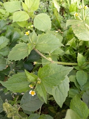 Galinsoga quadriradiata