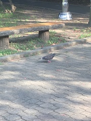 Columba livia domestica