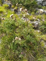 Cirsium bertolonii