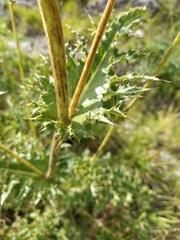 Cirsium bertolonii