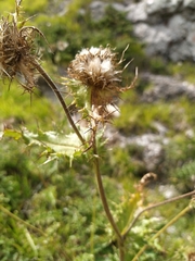 Cirsium bertolonii