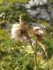 Cirsium bertolonii