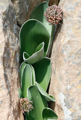 Haemanthus humilis hirsutus