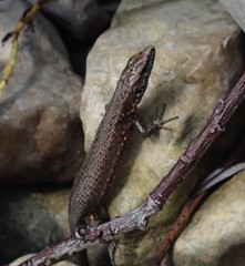 Algyroides nigropunctatus