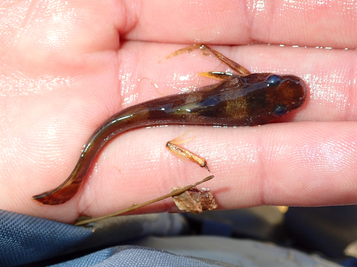 Noturus elegans