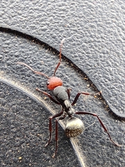 Camponotus sericeus