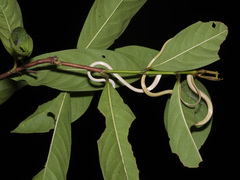 Ahaetulla