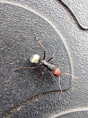 Camponotus sericeus
