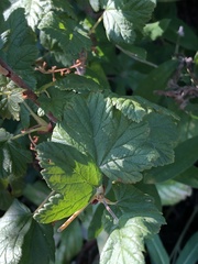 Ribes acerifolium