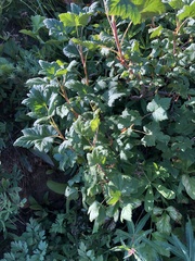 Ribes acerifolium