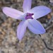 Dainty Blue China Orchid - Photo (c) overlander (Gerald Krygsman), some rights reserved (CC BY-NC), uploaded by overlander (Gerald Krygsman)
