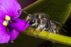 Leioproctus versicolor