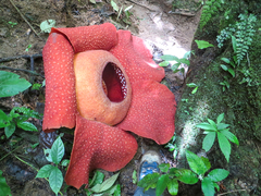 Rafflesia kerrii