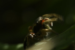 Habronattus pyrrithrix