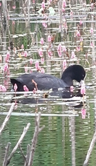 Fulica atra