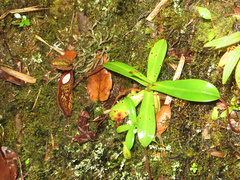 Nepenthes macfarlanei