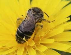 Colletes compactus compactus