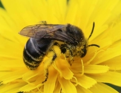 Colletes compactus compactus