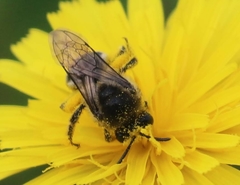 Colletes compactus compactus