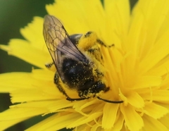 Colletes compactus compactus